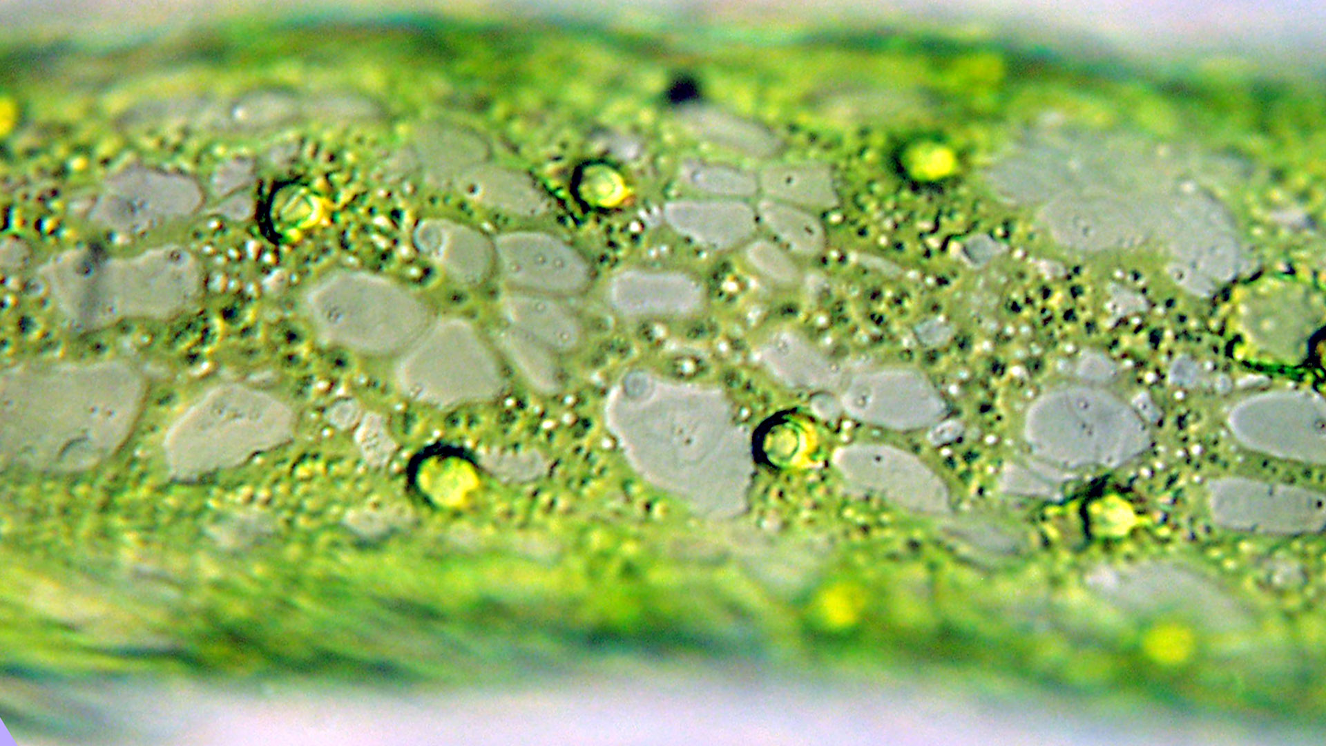 what-is-a-chloroplast-with-pictures