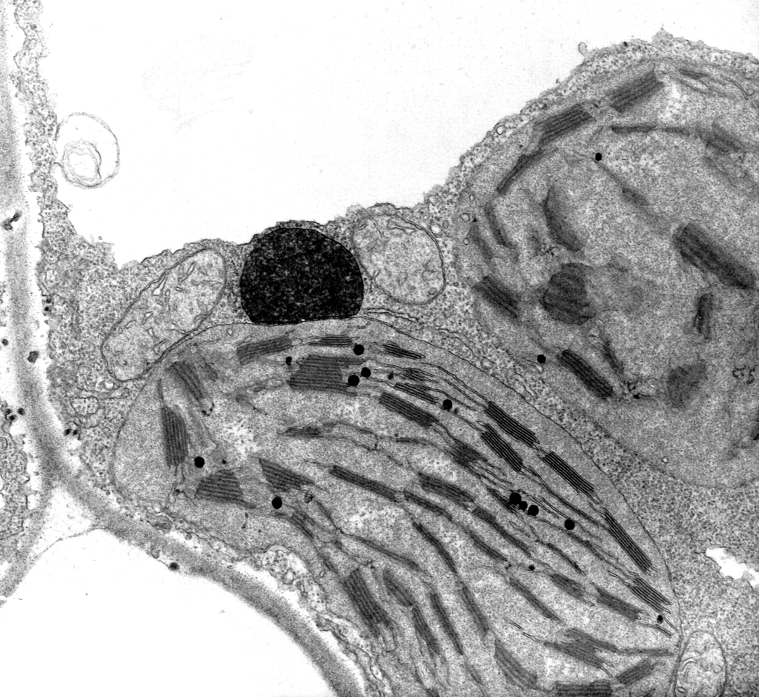 plant cell images