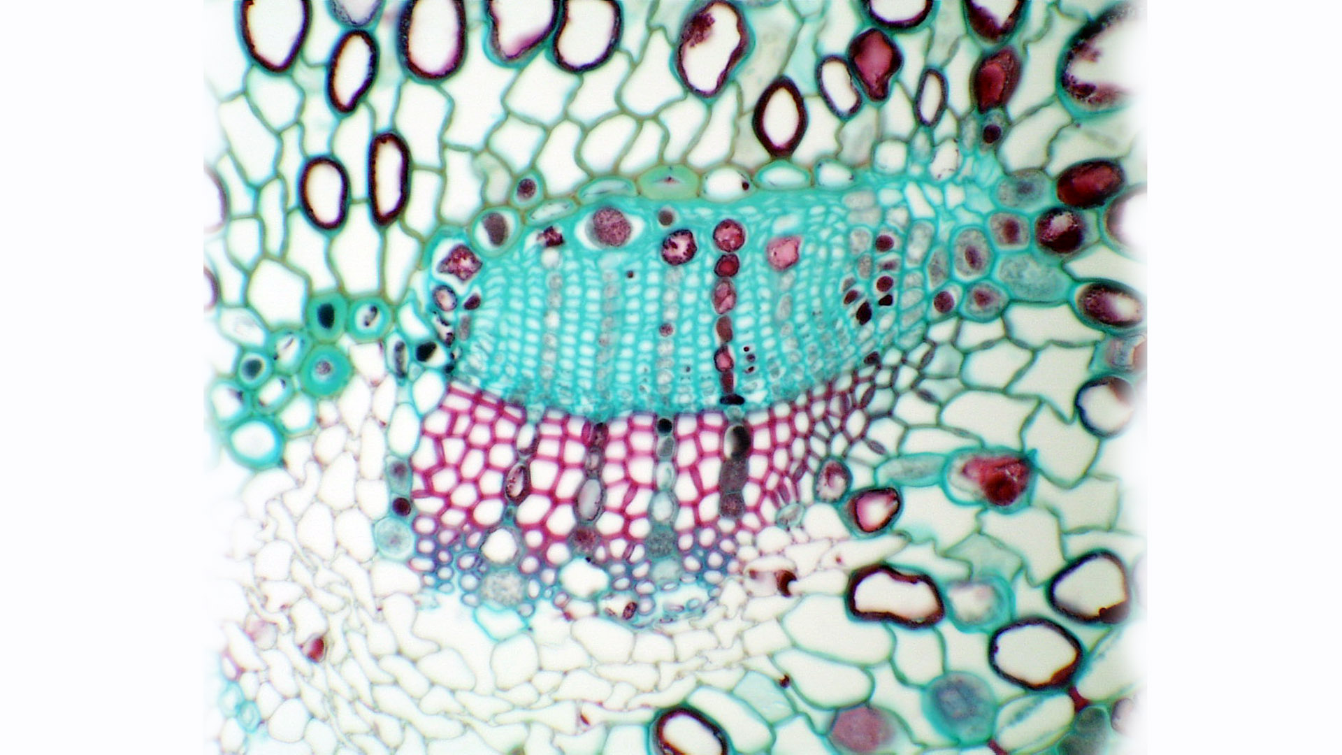 Vascular bundle Wikipedia