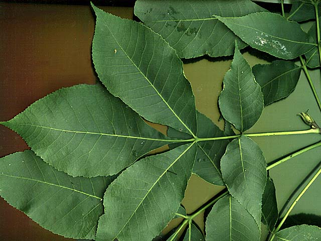 compound-leaves-palmate-pinnate-and-bipinnate-pinnately-compound