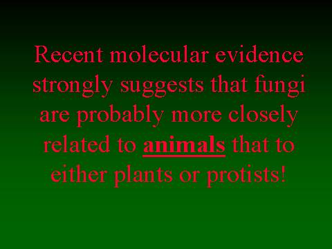 Recent Molecular Evidence Strongly Suggests That Fungi Are Probably More Closely Related To Animals That To Either Plants Or Protists