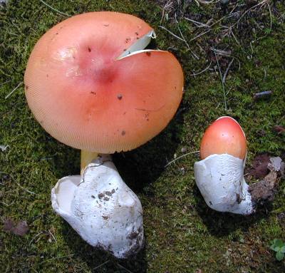 Amanita caesarea or something like that