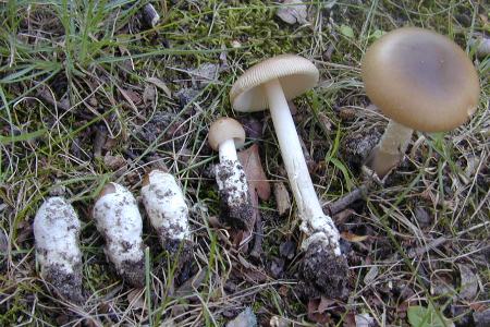 development of Amanita fulva from the egg