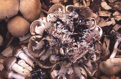 Agrocybe praecox bases