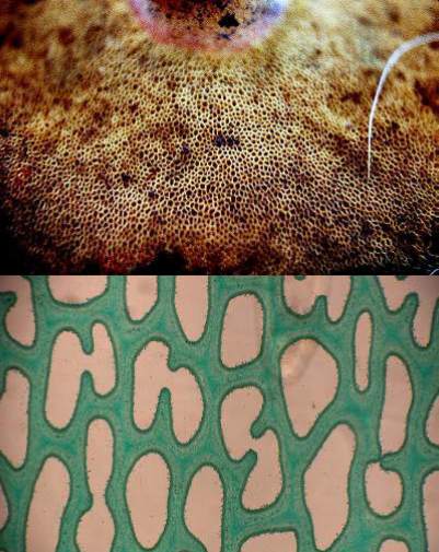 Bolete pores, macroscopically and microscopically