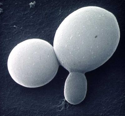 Fungus Yeast