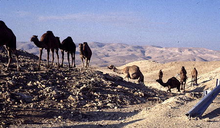 camel herd in Israel