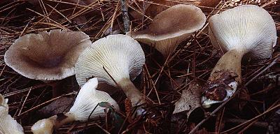 Clitocybe gibba