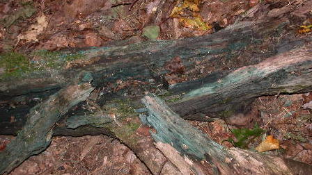 large chunk of wood stained green by Chlorociboria