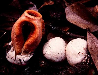 Smelly Orange Fungus