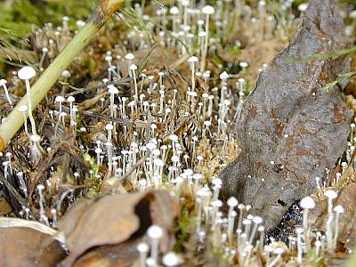 Collybia by the dozens in Alaska