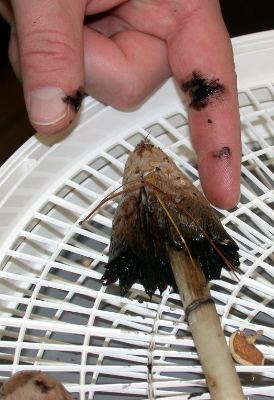 Coprinus species turning inky