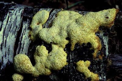 Fuligo septica, the dog vomit slime mold