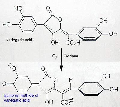 Variegatic acid and its conversion to a  blue compound by oxygen in the presence of oxidase