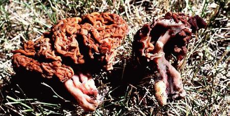 Gyromitra esculenta whole and cut