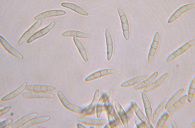 Gibberella ascospores