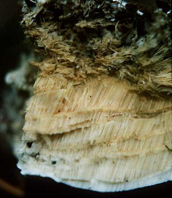 cross section of a specimen