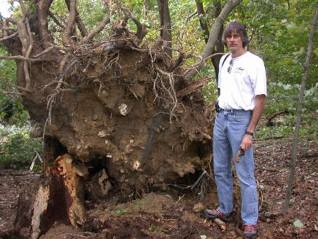 Jim Strutz with an oak tip-up, blown over by the wind after being weakened by Grifola