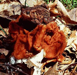 Gyromitra brunnea with toad