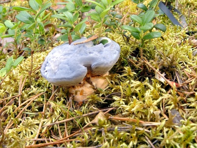 H. caeruleum from Sweden, courtesy of Monica Svensson