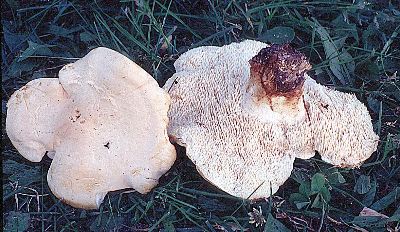 Hydnum repandum from Michigan