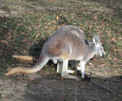 kangaroos