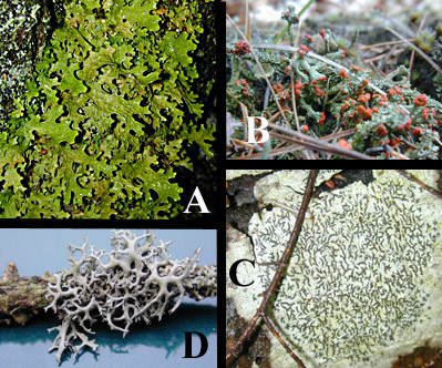 several lichen species