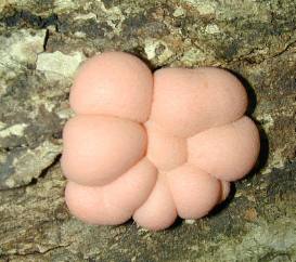 Lycogala epidendrum, immature stage