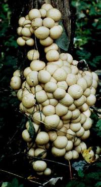 many Lycoperdon pyriforme at the edible stage