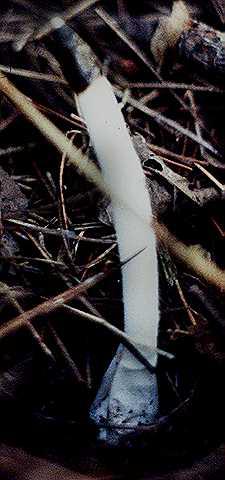 Mutinus caninus, the dog stinkhorn