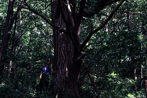 Me with the state record chestnut tree