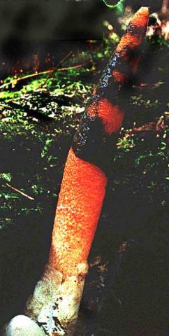 Mutinus elegans, the dog stinkhorn