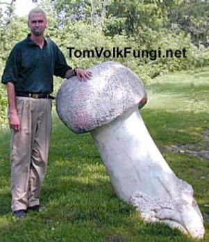 I found this big mushroom in Vermont