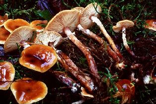 Honey Mushroom Fungus