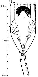 Pilobolus has a vesicle that can act as a lens.  drawing from ARH Buller 1934.  Researches on Fungi Vol. 6