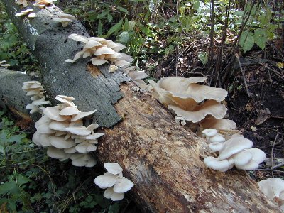 Pleurotus Ostreatus