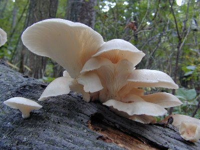 Pleurotus Ostreatus