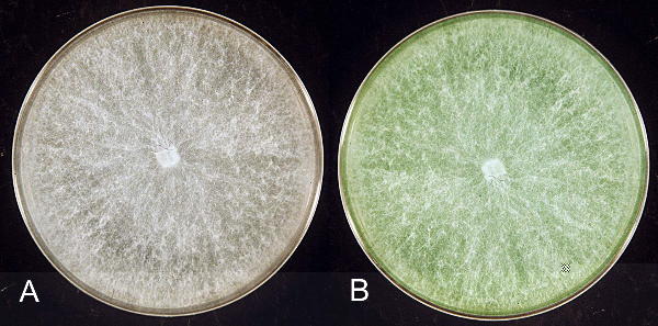 Cultures of Profollias downhoki grown in the A. dark  B. light