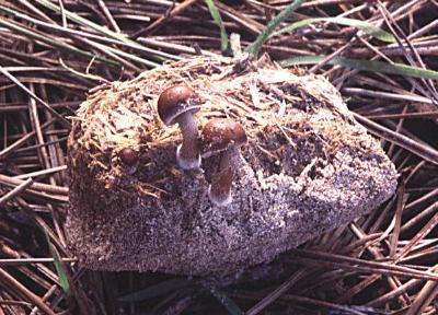 Psilocybe cubensis