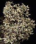 reindeer lichen