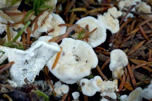 Sistotrema confluens fruiting bodies in Newfoundland