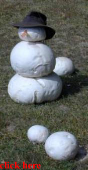 Tom Volk's Fun with Calvatia, giant puffballs