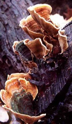 Stereum ostrea, the false turkey tail fungus