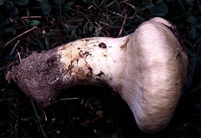 matsutake button