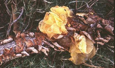 Tremella on Stereum