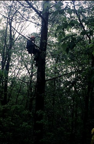 tree climber inoculating hypovirulent strain