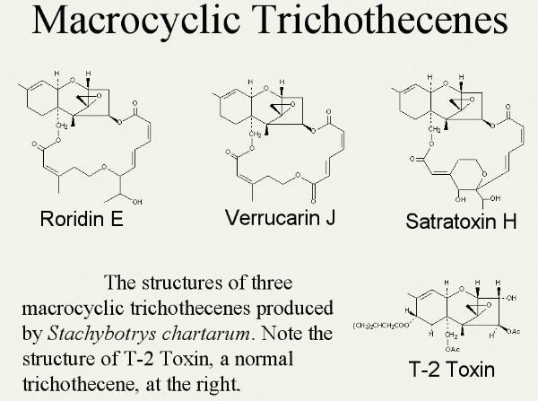 macrocyclic trichothecenes produced by Stachybotrys-- drawings by Nik Zitomer