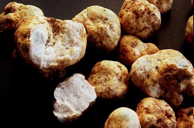 Tuber gibbosum, the Oregon white truffle