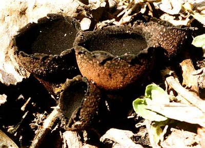 black cup mushroom