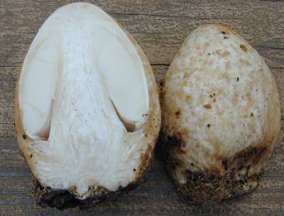 Volvariella bombycina sectioned